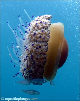 Unique discoveries along the water 